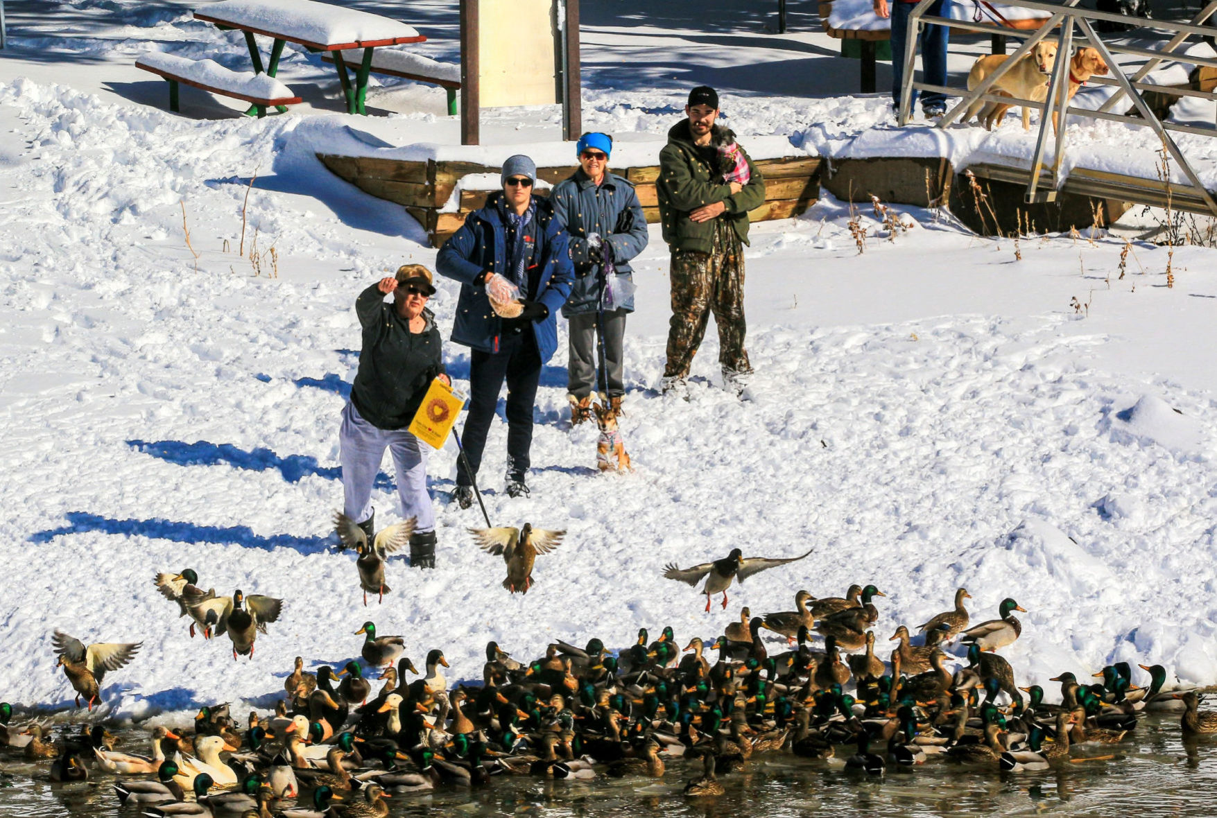 Duck frenzy